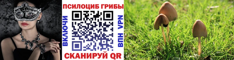 сколько стоит  Реутов  Галлюциногенные грибы мицелий 